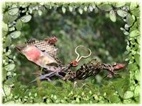Papillons