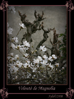Velout de Magnolia