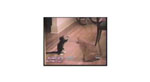 Funny cats