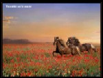 Art de la Photographie