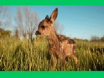 Bambi