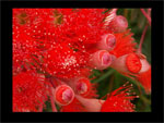Fleurs d'Australie