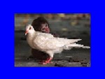 La Tendresse