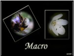 Macro