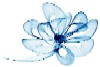 Fleurs100