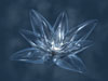 Fleurs103