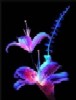 Fleurs104