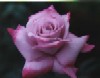 Rose050