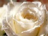 Rose051