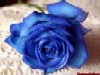 Rose053