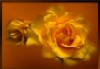 Rose056