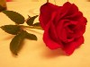 Rose057
