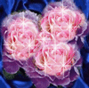 Rose064