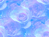 Rose065