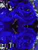 Rose066