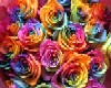 Rose069