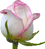 Rose071