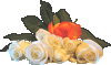 Rose072
