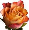 Rose073