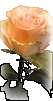 Rose077