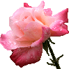 Rose080