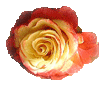 Rose084