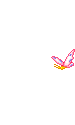 Papillon008